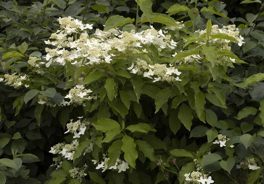 kuutamohortensia